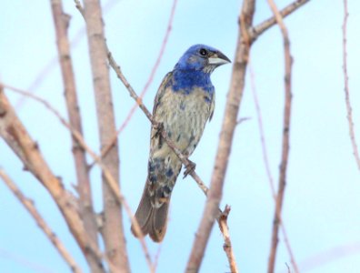 GROSBEAK, BLUE (9-6-11) kino springs, scc, az -01