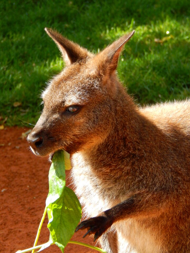 Kangaroo animal zoo