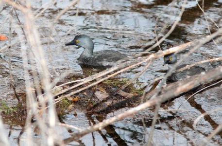 GREBE, LEAST (8-6-11) nest-building in thumbrock cove, pena blanca, scc, az -02