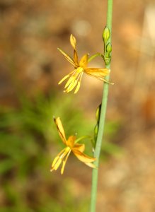 TORREY'S CRAGLILY (Echeandia flavescens) (8-9-11) madera canyon, scc, az -01