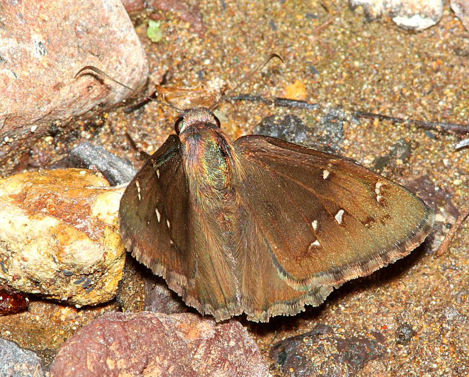 CLOUDYWING, NORTHERN (Thorybes pylades) (7-30-11) harshaw road, scc, az - 02