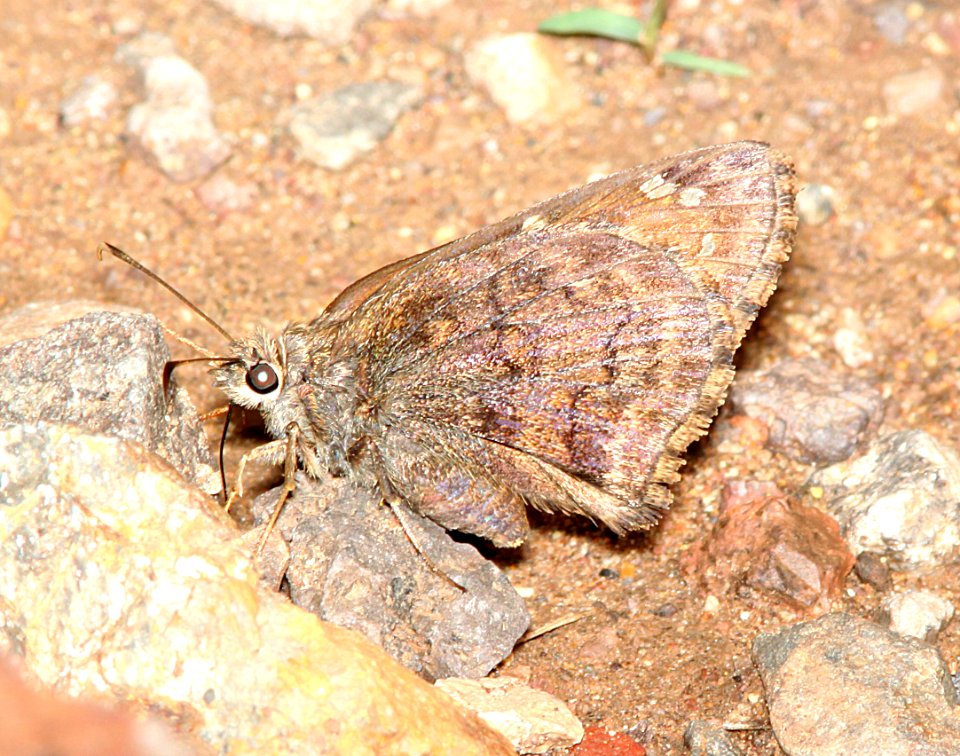 SKIPPER, VALERIANA (Codatractus valeriana) (7-30-11) harshaw road cliffs, scc, az - 01