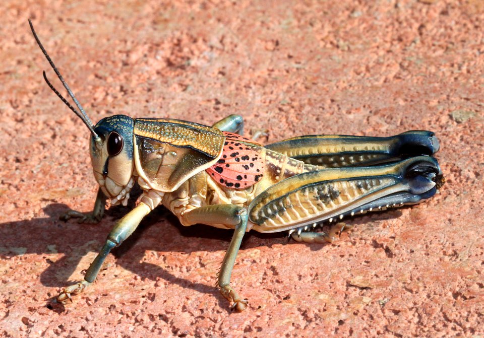GRASSHOPPER, PLAINS LUBBER (Brachystola magna) (9-2-12) 78 circulo montana, patagonia lake ranch estates, scc, az -01