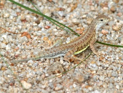LIZARD, ELEGANT EARLESS (Holbrookia elegans) (8-9-11) chino cyn, scc, az -01