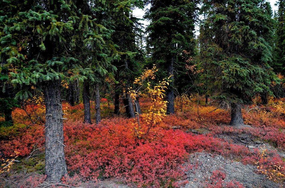 Autumn 2018 in Denali