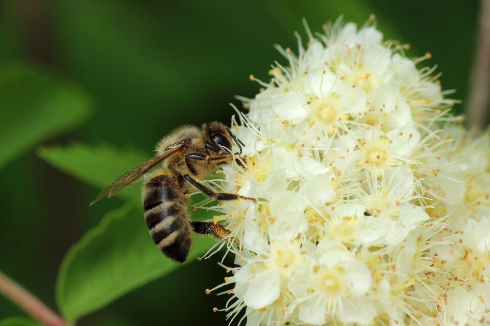 Insect bee wild bee