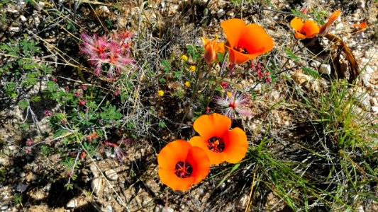 2019.04.07 Catalina State Park photo