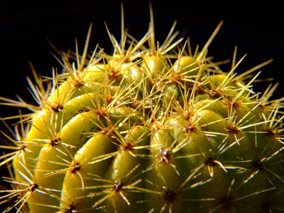 Cactus plant cactaceae