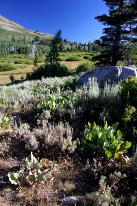 CA 1225 - LAKE ALPINE, 7600 FT, INYO NAY FOREST, CA - 09