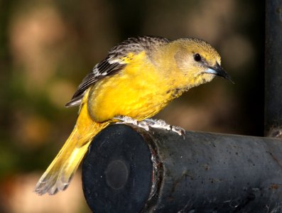 952 - SCOTT'S ORIOLE (4-26-13) sunshine flats cg, cave creek, cochise co, az  (7)