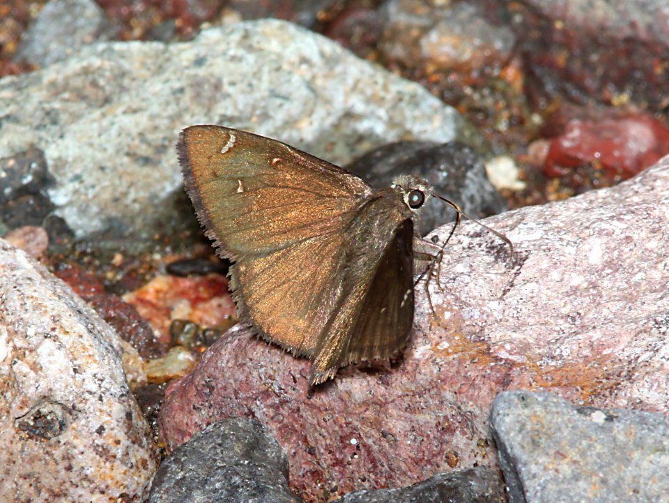CLOUDYWING, NORTHERN (Thorybes pylades) (8-1-11) harshaw road, scc, az -02