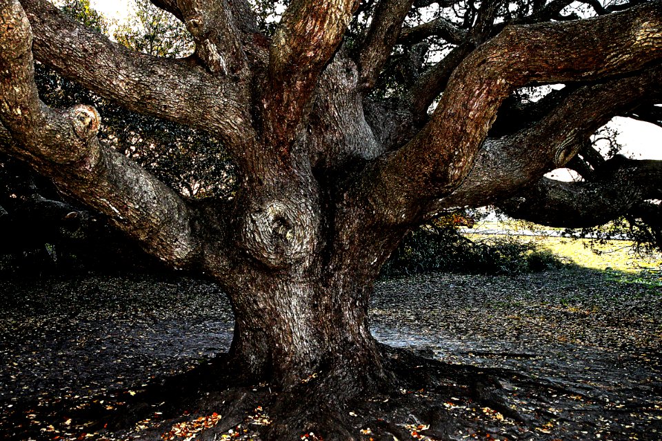 OLD OAK TREE (3-26-13) goose island state park, tx -08c