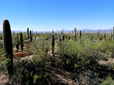 2019.0930 Saguaro National Park West
