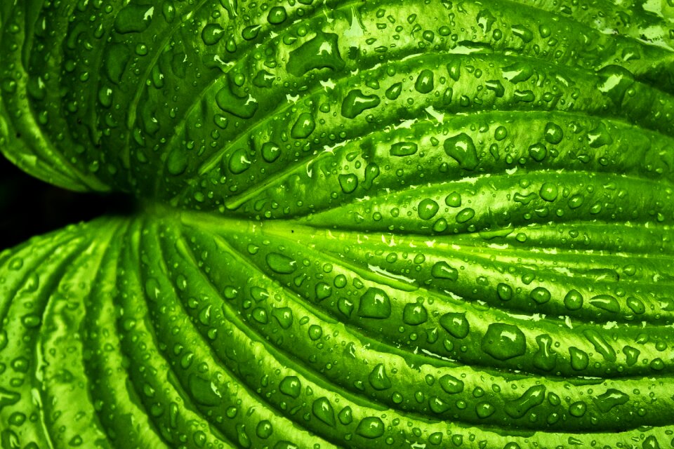 Nature green plant
