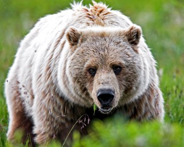 Grizzly Bear photo