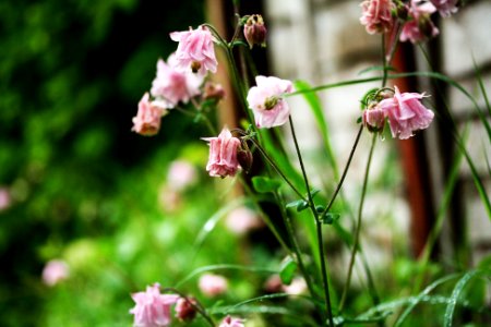 Pink Flowers. photo