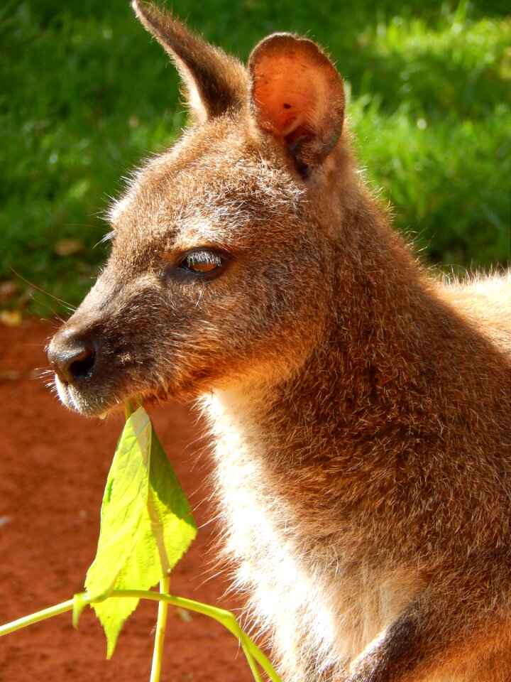 Kangaroo zoo animal