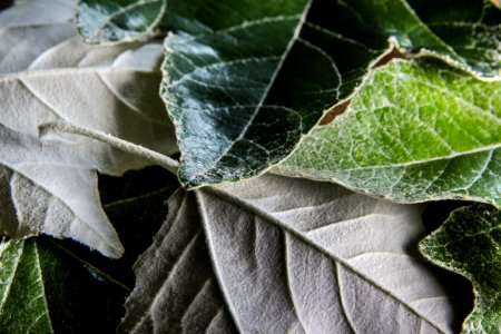 Leaf Texture - HMM photo