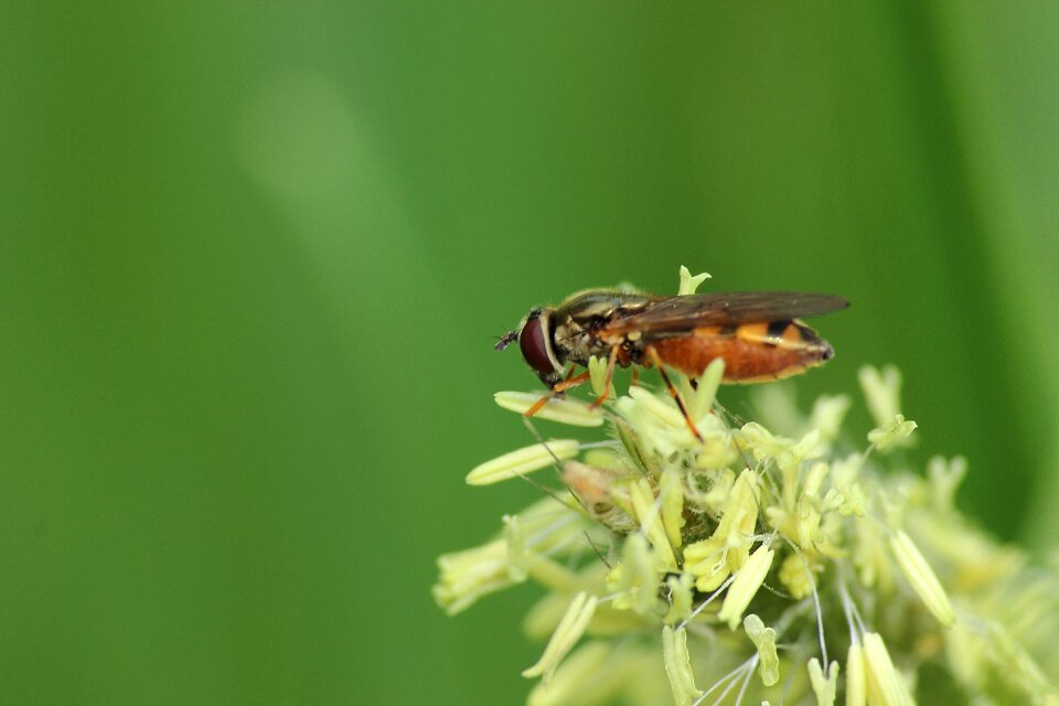 Bloom pollination hoverfly