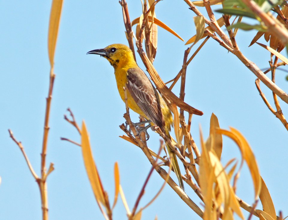 ORIOLE, HOODED (7-17-11) 78 circulo montana, patagonia lake ranch estates, scc, az -01