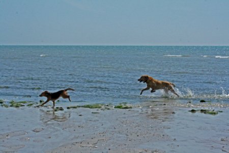 Dogs At Goring-By-Sea.