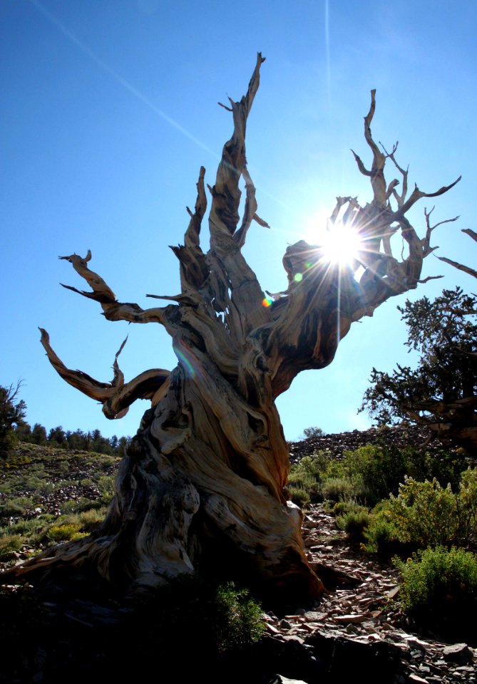 CA 1231 - INYO NAT FOREST, ANCIENT BRISTLECONE FOREST, ca - 46a