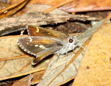 ROADSIDE-SKIPPER, BRONZE (Amblyscirtes aenus) (7-19-11) humboldt cyn, patagonia hills, scc, az - (2)