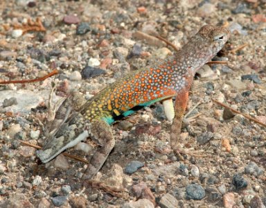 LIZARD, GREATER EARLESS (Cophosaurus texanus) (7-7-11) boyce thompson arboretum, pinal co, az -01