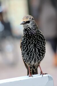 Animals fauna wings