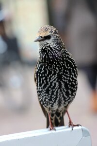 Animals fauna wings photo