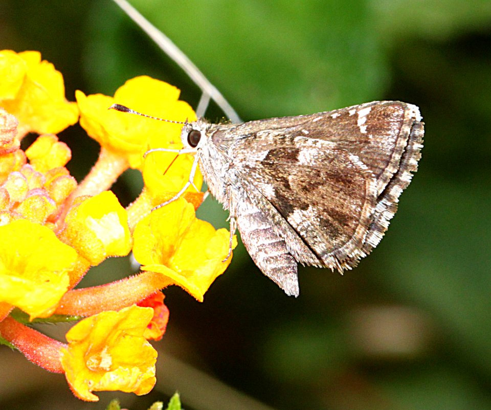 ROADSIDE-SKIPPER, NYSA (Amblyscirtes nysa) (7-24-11) 78 circulo montana, patagonia lake ranch estates, scc, az -01
