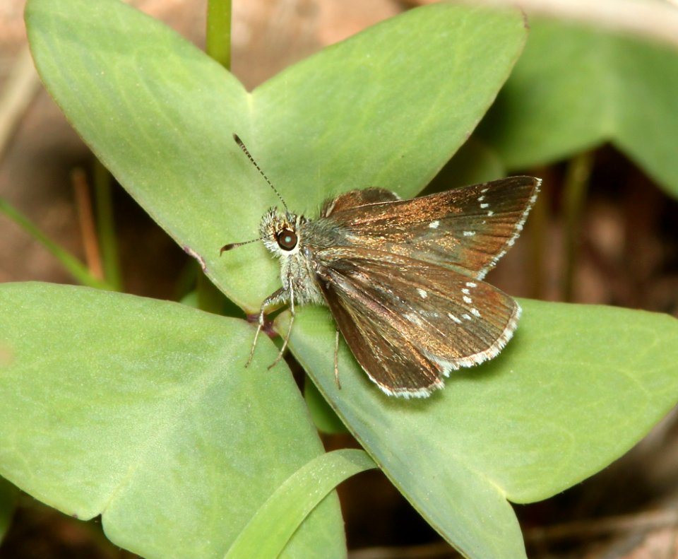 ROADSIDE-SKIPPER, ELISSA (Amblyscirtes elissa) (8-7-11) harshaw road, scc, az -03