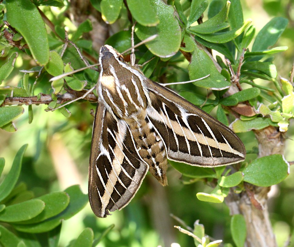 SPHINX, WHITE-LINED (Hyles lineata) (8-29-11) 78 circulo montana, patagonia lake ranch estates, scc, az -01