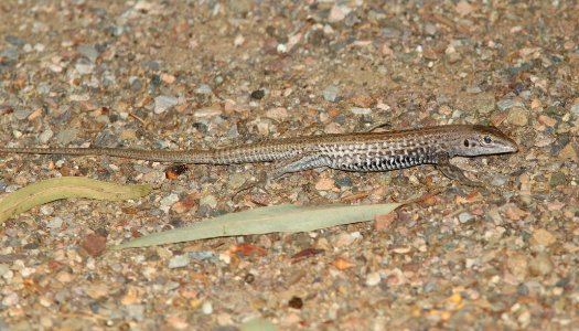 WHIPTAIL, TIGER (Aspidoscelis tigris) (7-7-11) boyce thompson arboretum, pinal co, az -01