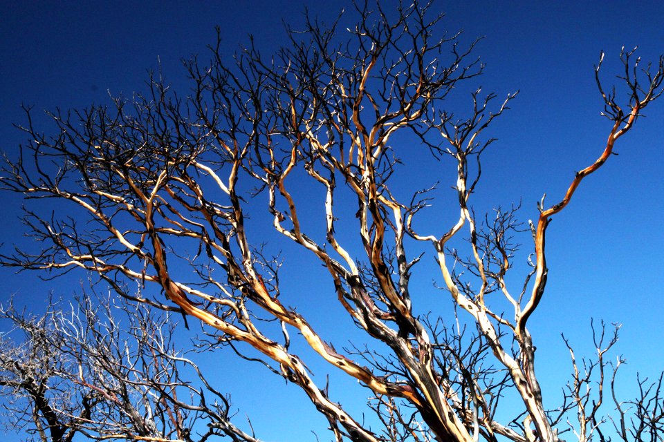 MANZANITAS (9-17-11) harshaw road, scc, az -01