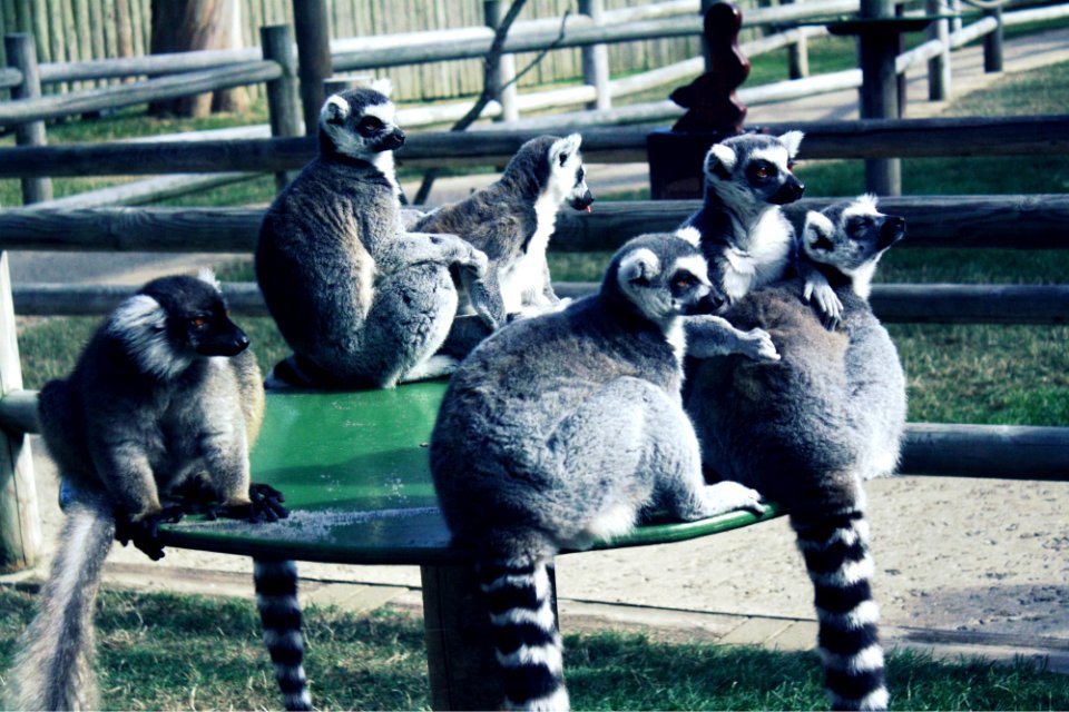 Ring-Tailed Lemurs.