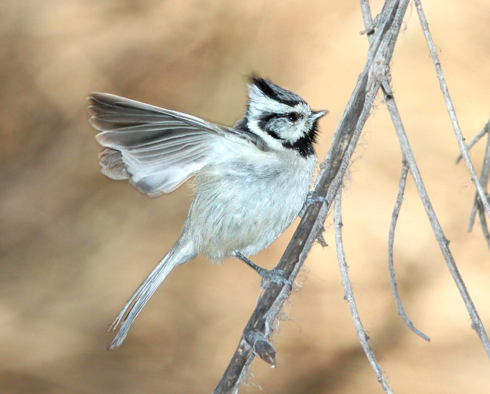TITMOUSE, BRIDLED (3-10-11) Patagonia Lake, Santa Cruz Co, AZ -01