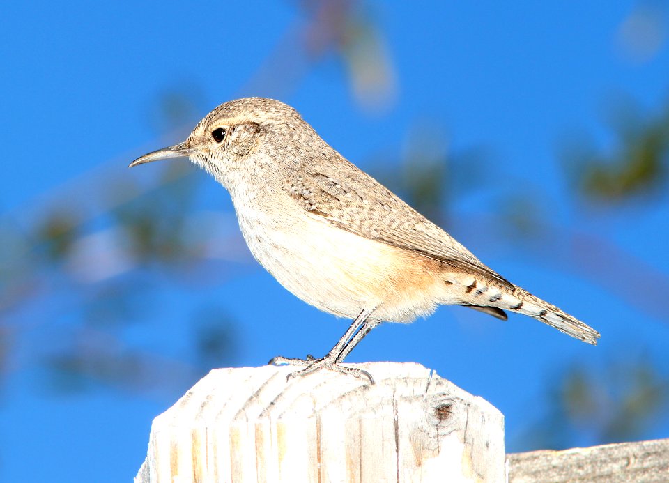 WREN, ROCK (12-21-12) 78 circulo montana, patagonia lake ranch estates, scc, az -01