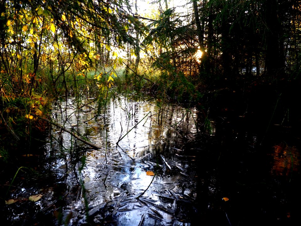 Frozen puddle