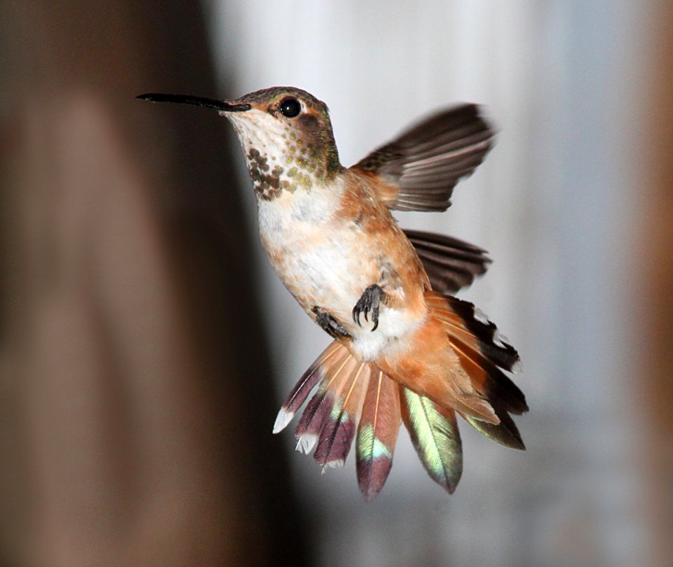 HUMMINGBIRD, ALLEN'S (7-14-11) 78 circulo montana, patagonia lake ranch estates, scc, az -03