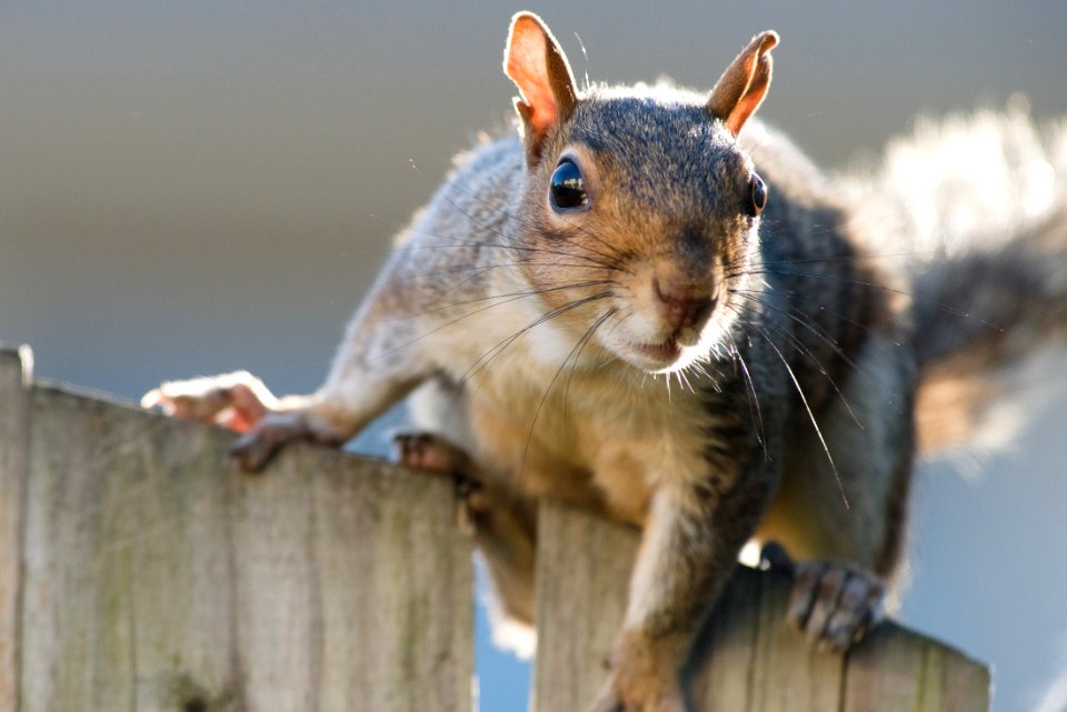 eastern gray squirrel