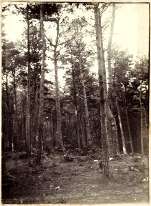 Talbot Woods photo