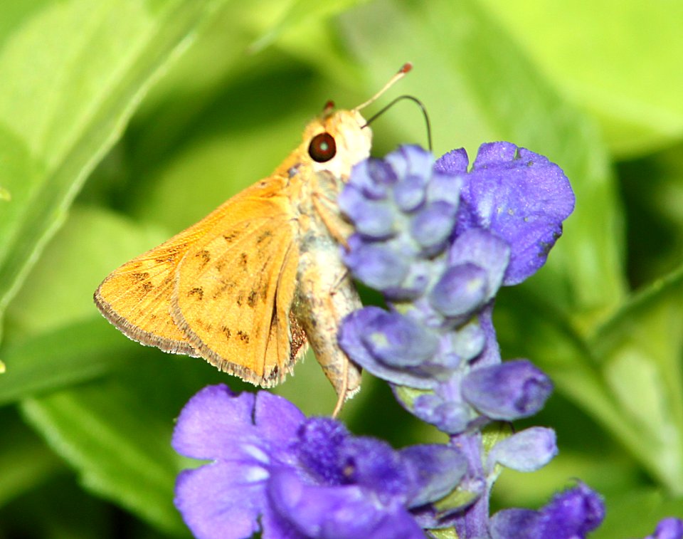 SKIPPER, FIERY (Hylephilia phyleus) (7-23-11) patagonia, scc, az -01