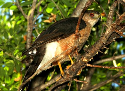 HAWK, COOPER'S (7-6-11) patagonia-sonoita creek preserve, scc, az - 01