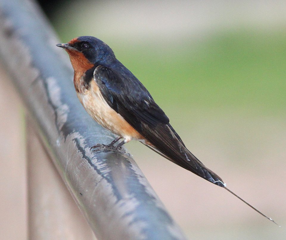 SWALLOW, BARN (7-28-11) patagonia lake state park, scc, az -02