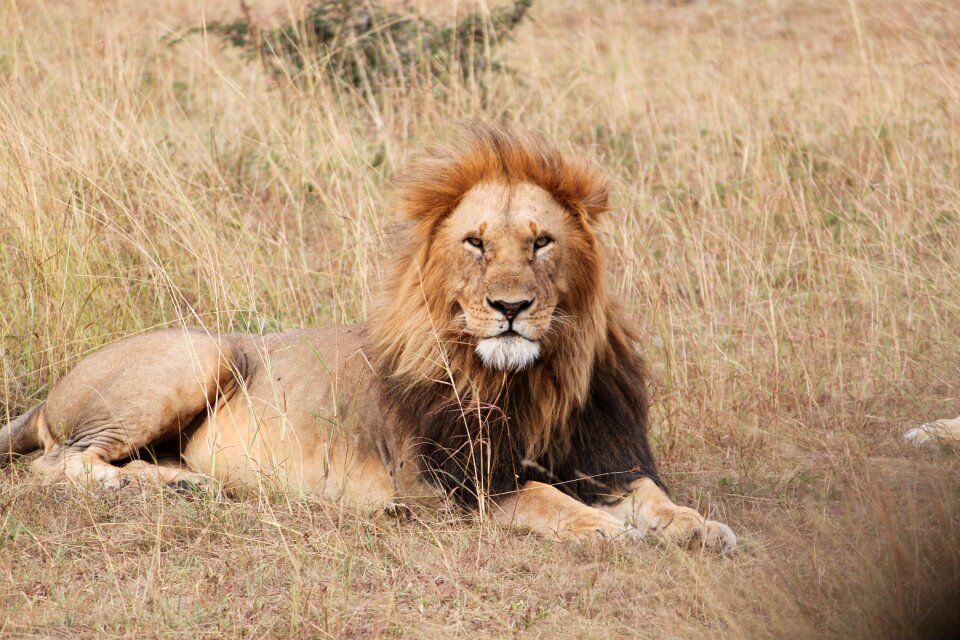 Serengeti safari nature photo