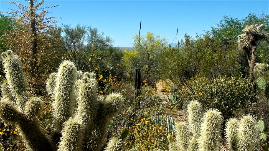 2017.03.26 Desert Museum