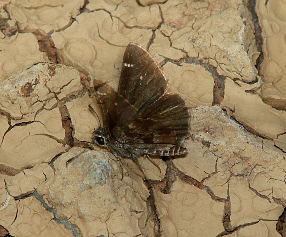 ROADSIDE-SKIPPER, NYSA (Amblyscirtes nysa) (8-11-11) harshaw road, scc, az -04
