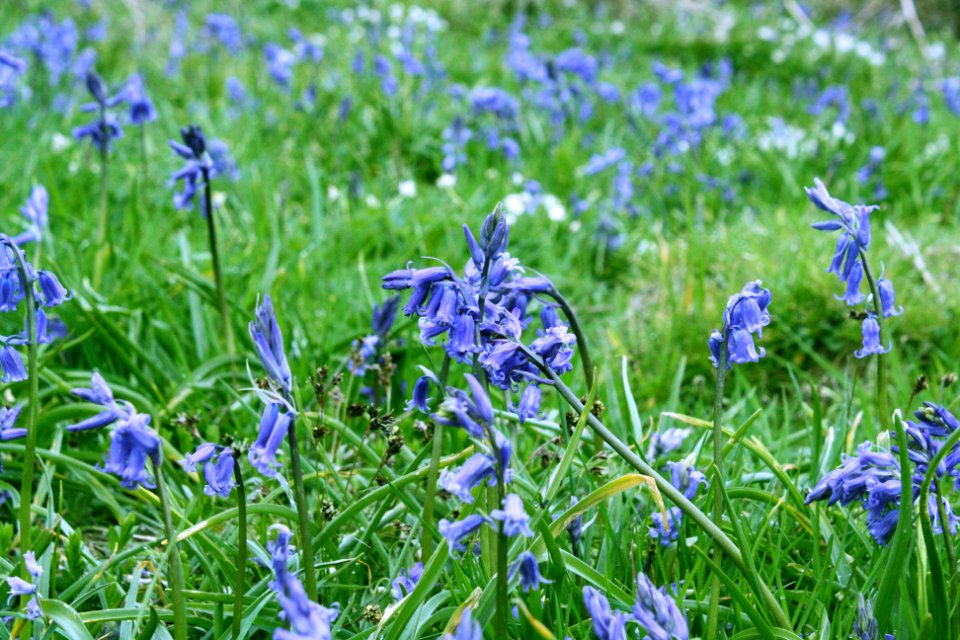 Bluebells.