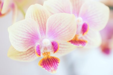 1608蘭花003